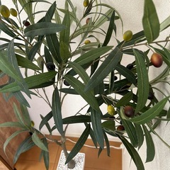 【あげます】フェイク　オリーブの木の画像