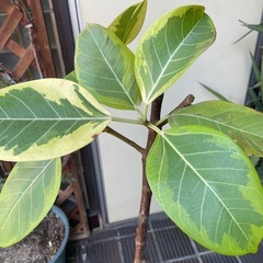 観葉植物　アルテシマ　高さ１３５センチの画像