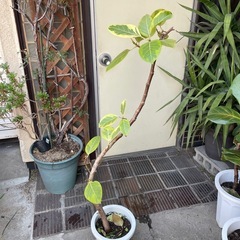 観葉植物　アルテシマ　高さ１３５センチの画像