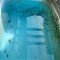 メダカ　フロマージュ　3,000円の画像