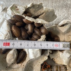 デュピアMS（1.5〜2cm）約300匹の画像