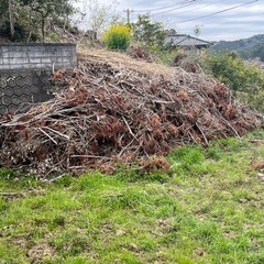 倒木(ヒノキ、スギ、雑木)の画像