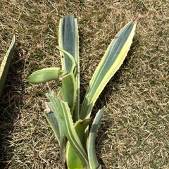 【特価】アガベ　アメリカーナ　　変斑　縞斑の画像