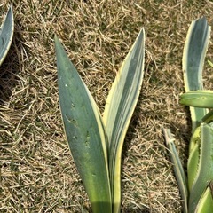 【特価】アガベ　アメリカーナ　　変斑　縞斑の画像