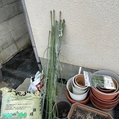 植物植える(家の玄関までお届けします)の画像