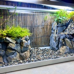 水の流れる滝テラリウム水槽　60スリム水槽の画像