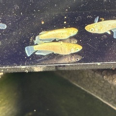 めだか　アハルテケのご案内の画像