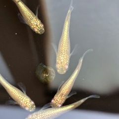 めだか　アハルテケのご案内の画像