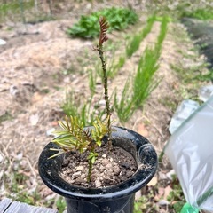 カラスザンショウ３株〜の画像