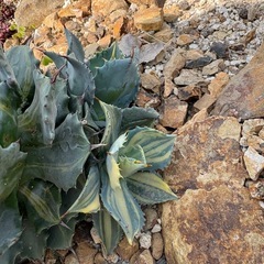 アガベ　イシスメンシス　楊貴妃　子株の画像