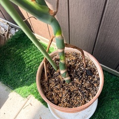 モンステラ①の画像