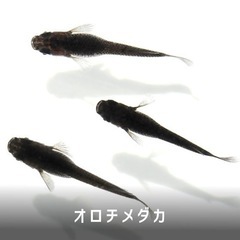 メダカ(オロチ)10匹の画像