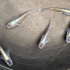 メダカ　バタフリー(めだかのバタ子様直系)　♂2♀3の画像