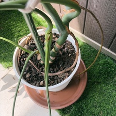 モンステラ②の画像
