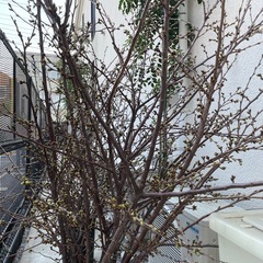 桜　枝❶の画像