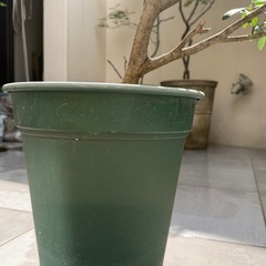 【3/30まで引取り限定】オリーブの木の画像