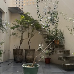 【3/30まで引取り限定】オリーブの木の画像