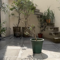 【3/30まで引取り限定】オリーブの木の画像