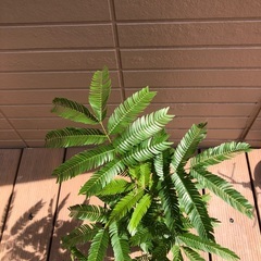 エバーフレッシュ④ 観葉植物　グリーンの画像