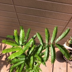 お話中　エバーフレッシュ⑥ 観葉植物　グリーンの画像