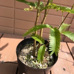 お話中　エバーフレッシュ⑥ 観葉植物　グリーンの画像