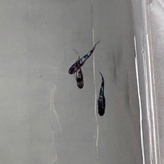 パレット様直系和墨星ラメ稚魚10匹の画像