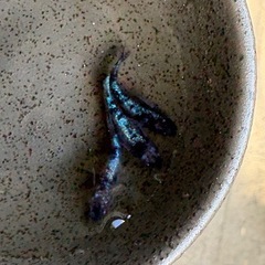 パレット様直系和墨星ラメ稚魚10匹の画像