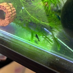 チェリーシュリンプ（青）の画像