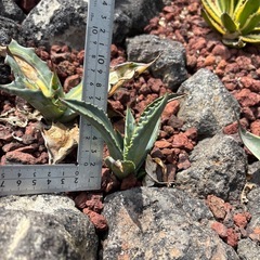 【特価】アガベ　　　エクスパンサパリーダの画像