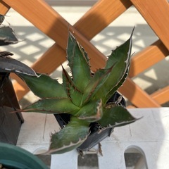 【3株セット】アガベ 姫厳竜オテロイ ホリダの画像