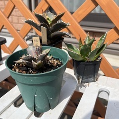 【3株セット】アガベ 姫厳竜オテロイ ホリダの画像