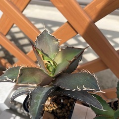 【3株セット】アガベ 姫厳竜オテロイ ホリダの画像