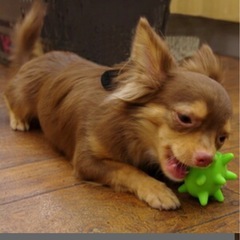 小型犬　美味しく楽しく遊べるおもちゃ3個　シリコンボールの画像