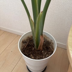 自宅用観葉植物オーガスタの画像