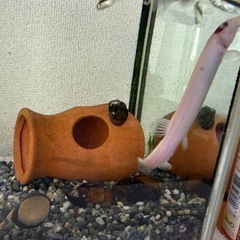 小魚白黒とピンクのドジョウの画像