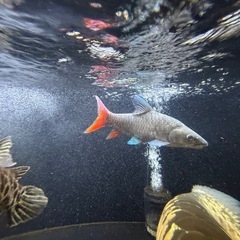 引き取り限定　ラベオバルブスsp.  約35cm〜40cmぐらいの画像