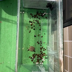 60センチガラス水槽の画像