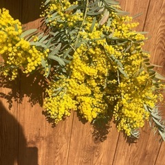 ミモザ　ブルーブッシュ　１０本の画像