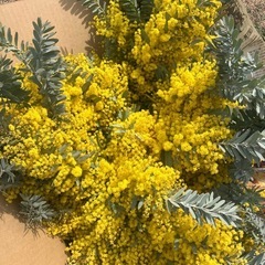 ミモザ　ブルーブッシュ　１０本の画像