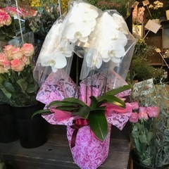 20260322 胡蝶蘭受注配送色のご希望承りますの画像