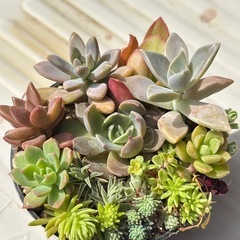 多肉植物寄せ植え②の画像