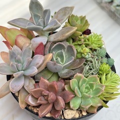 多肉植物寄せ植え②の画像