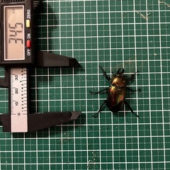 ニジイロクワガタ（ペア）の画像