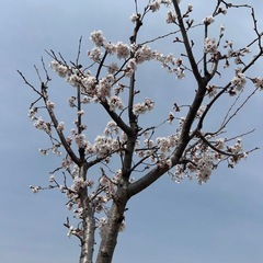 桜の木
の画像