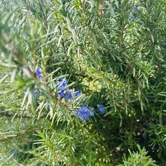 ローズマリー10本の画像