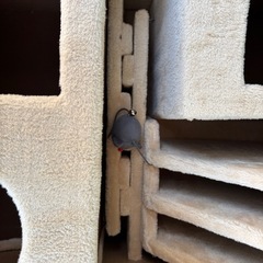 新品未使用アイリスオーヤマ IRIS キャットランド CLF-8 ブラウンパーツセットの画像