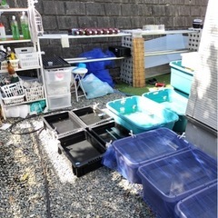 NVボックス 青タライ トロ箱の画像