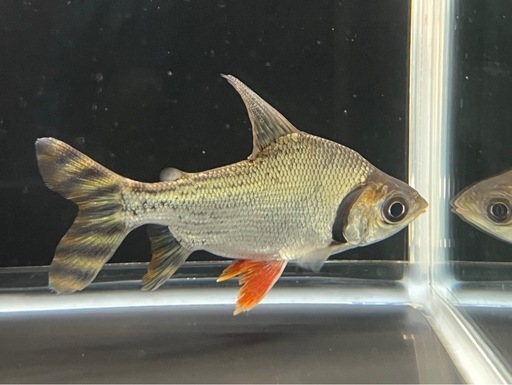 カラープロキロダス　約12cm