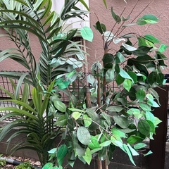 造花　観葉植物　　インテリア
の画像