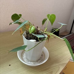 自宅用観葉植物の画像